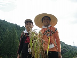 稲④