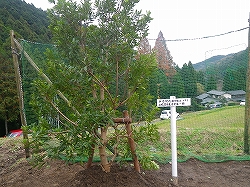 やまももの木