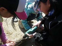 シイタケ2