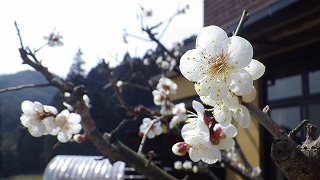 IMGP0139