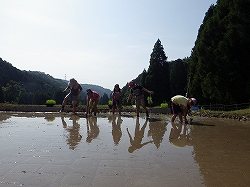 さぁ、田植えの始まりです。