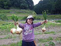 大きなタマネギとったどー♪